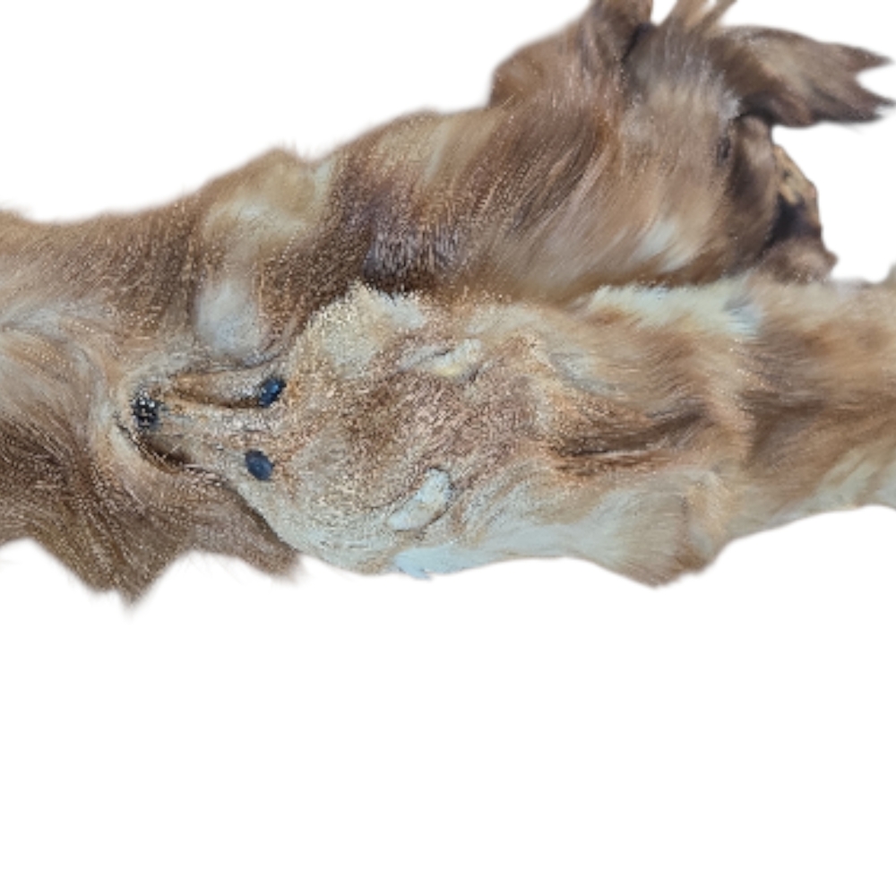 3 Vintage 1930's/40's Red Fox Fur Triple Stoles - Picture 5 of 16